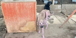 Finike’deki Hayvan Barınağında Sağlıksız Koşullar