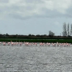 Flamingo Sürüsü Taşan Tarlalarda