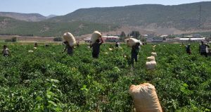 Gaziantep’ten 60 ülkeye yollanıyor: Getirisi servet değerinde