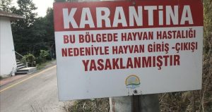 Hatay’da kuduz karantinası! Bölgeye giriş çıkış yasaklandı