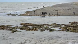 Hatay’da Su Sümbülü Temizliği