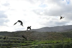 Hatay’da Yaralı 7 Kuş Doğaya Salındı