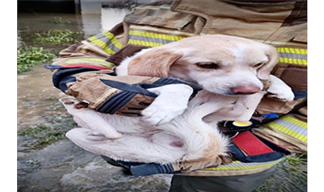 İzmir İtfaiyesi tüm canlıların imdadına yetişiyor