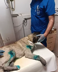 Kamyonete Bağlanan Köpek Kurtarıldı