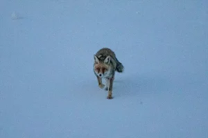 Karla Kaplı Arazide Tilki Görüntülendi