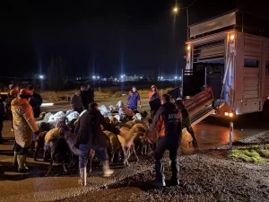 Kayseri’de Taşkın Riski: 200 Hayvan Tahliye Edildi