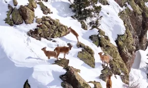 Kemah’ta Dağ Keçileri Dron ile Görüntülendi