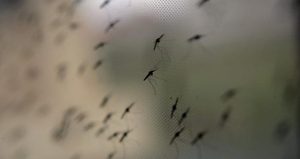 Kış uykusundan uyandılar: Görürseniz şaşırmayın!