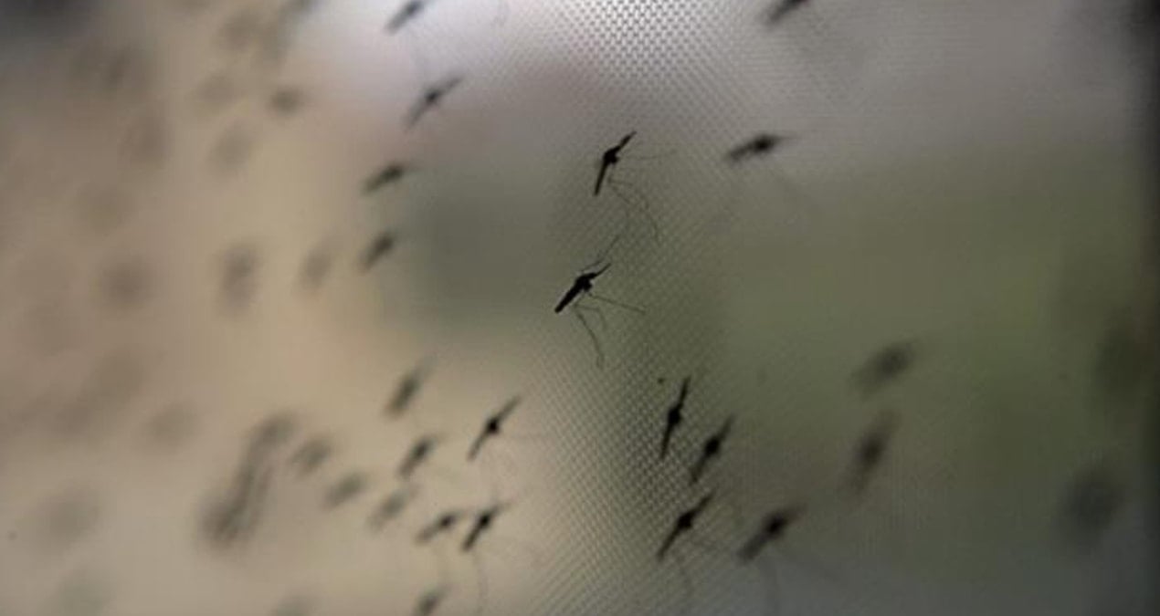 Kış uykusundan uyandılar: Görürseniz şaşırmayın!