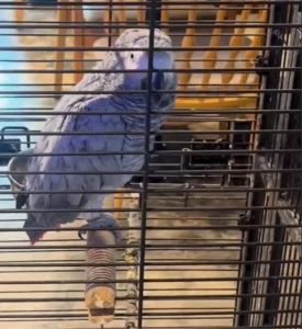 Koruma Altındaki Hayvanlar Ele Geçirildi