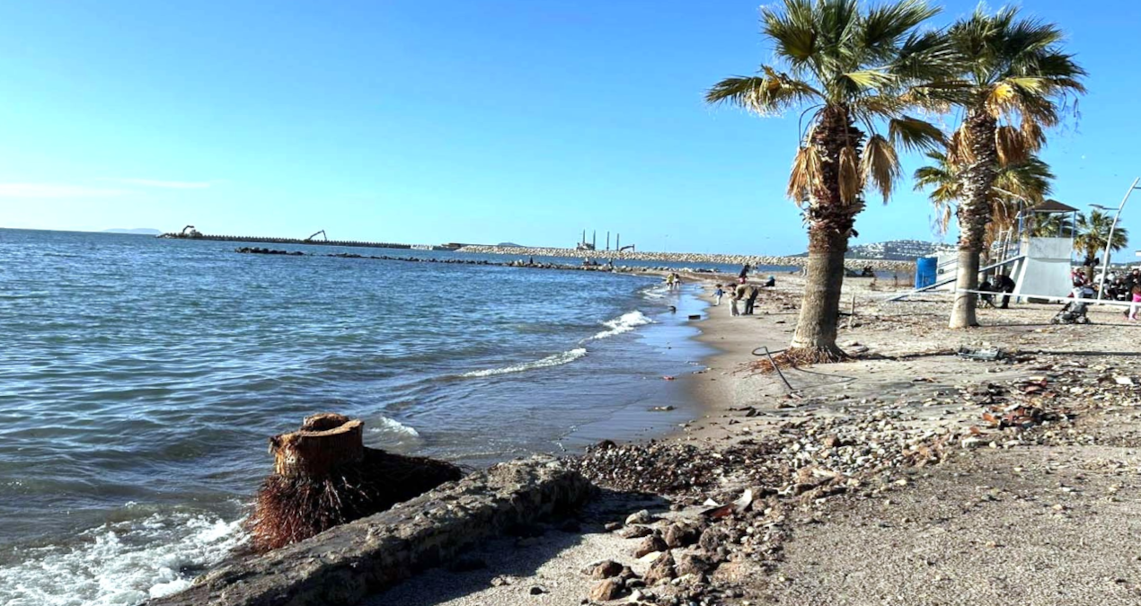 Koruyamadık keselim zihniyeti: Bodrum’un asırlık palmiyeleri ölüyor