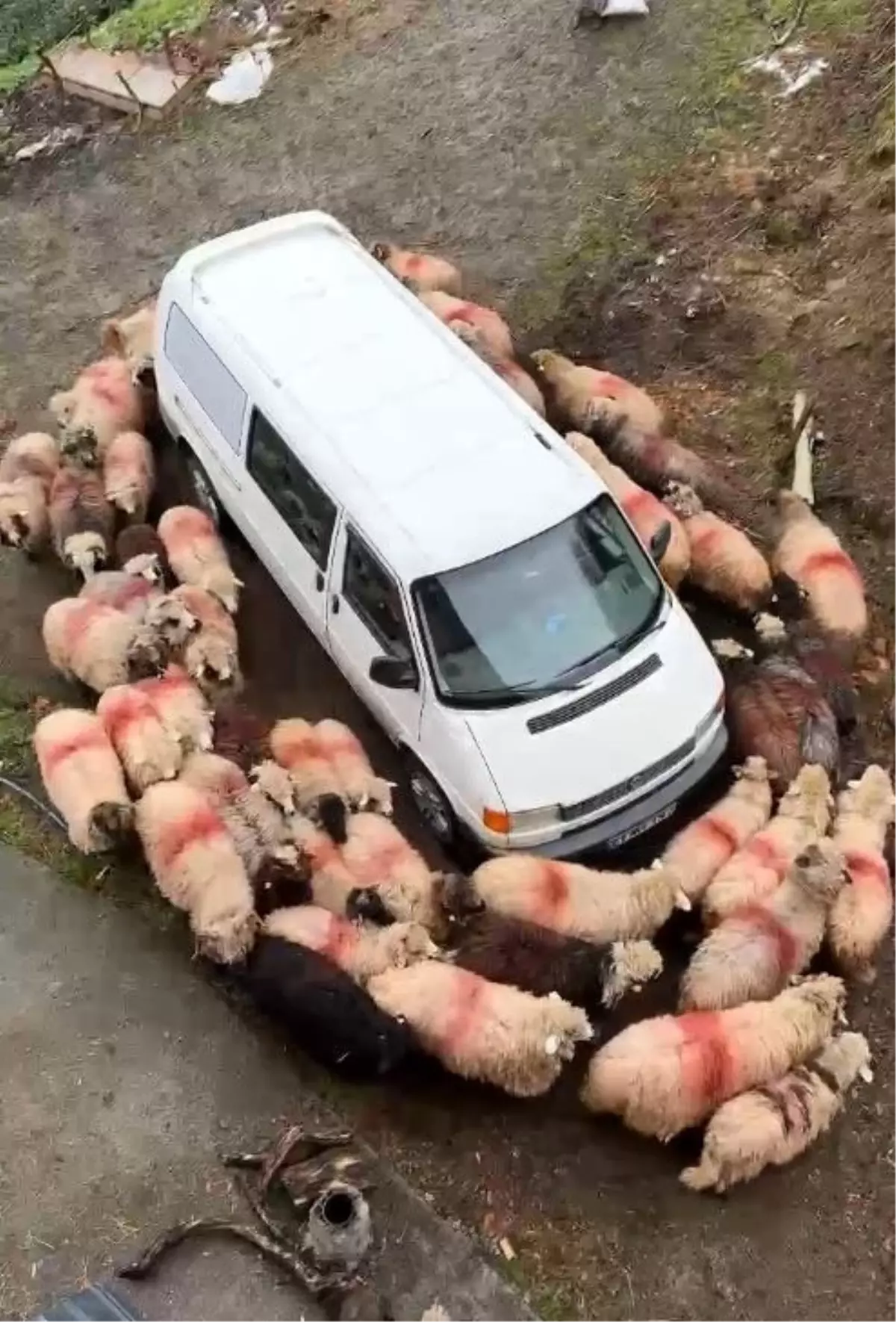 Koyunlar Minibüsün Etrafında Dönüyor
