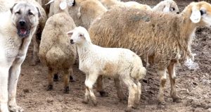 Malatya’da kuzular anneleri ile buluştu