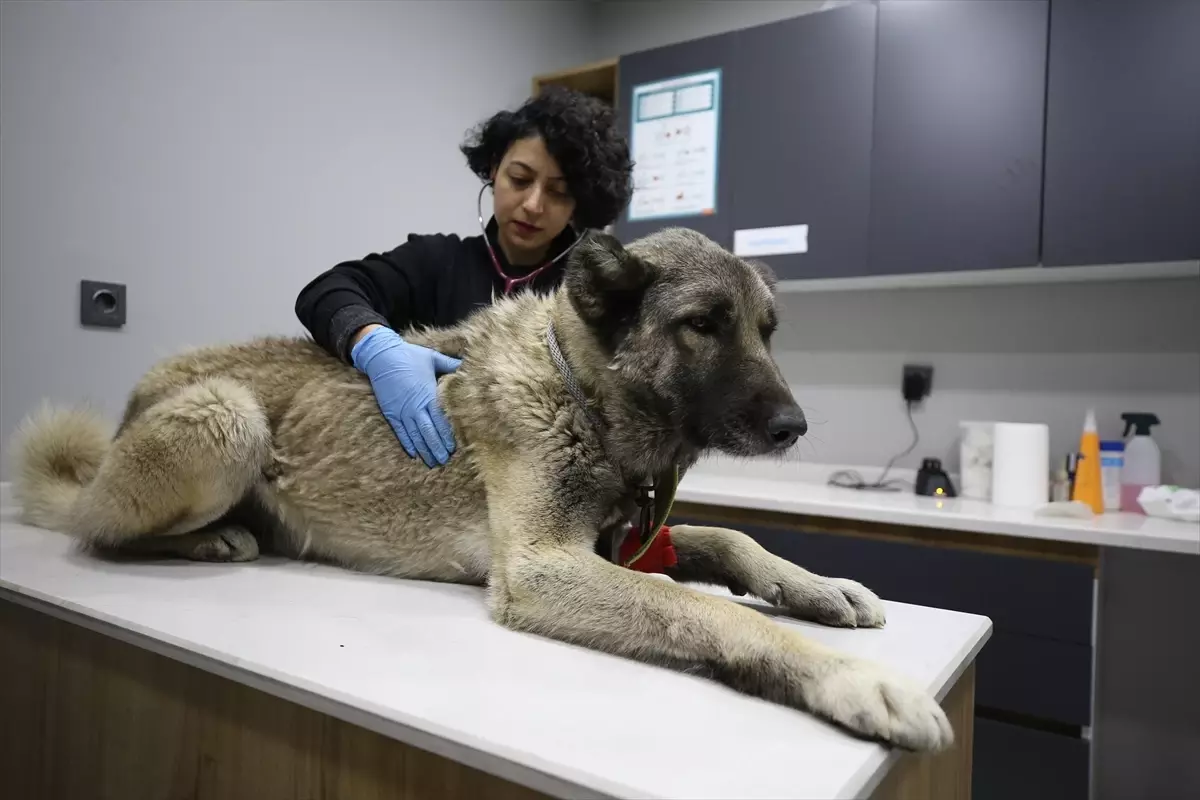 Manisa’da Taşkından Kurtarılan 3 Köpek Bursa’da