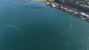 Marmara Denizi’nde yaşanan kirlilik sonrası denizanaları yüzeye çıktı