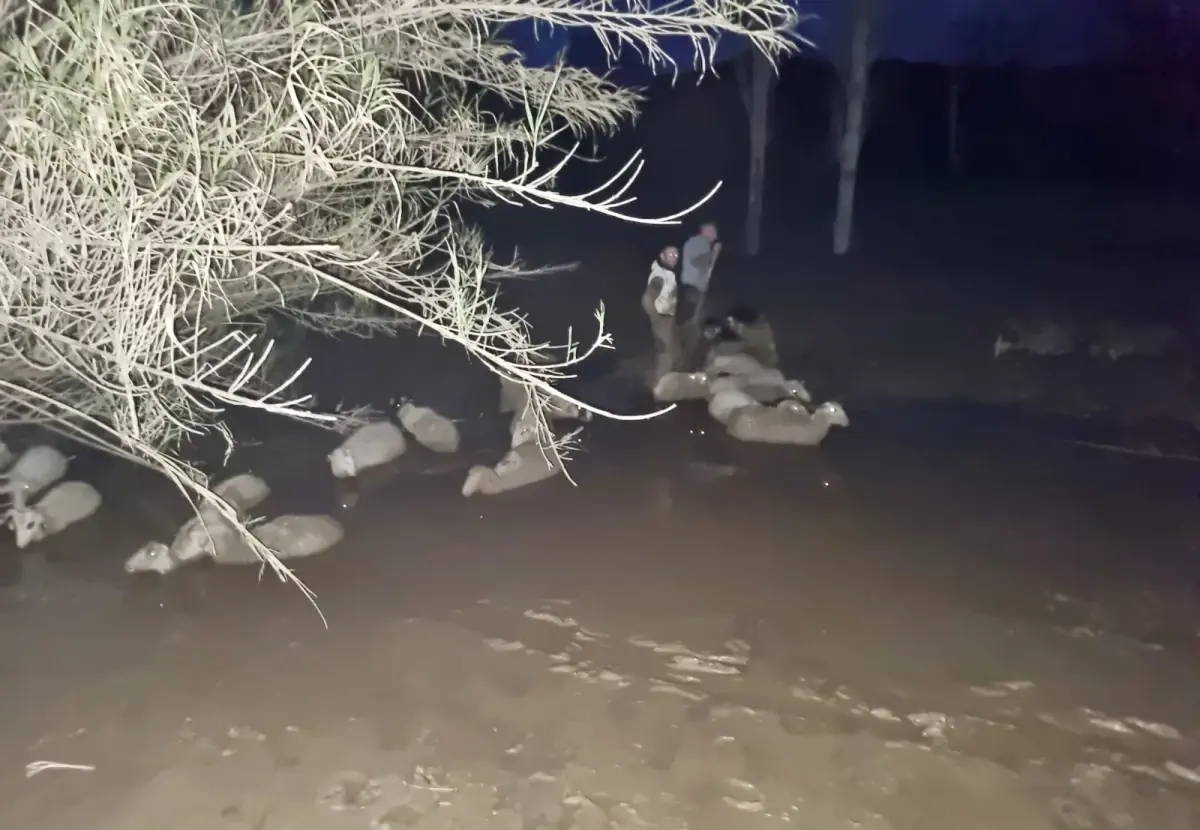 Milas’ta Koyunlar Çamura Saplandı