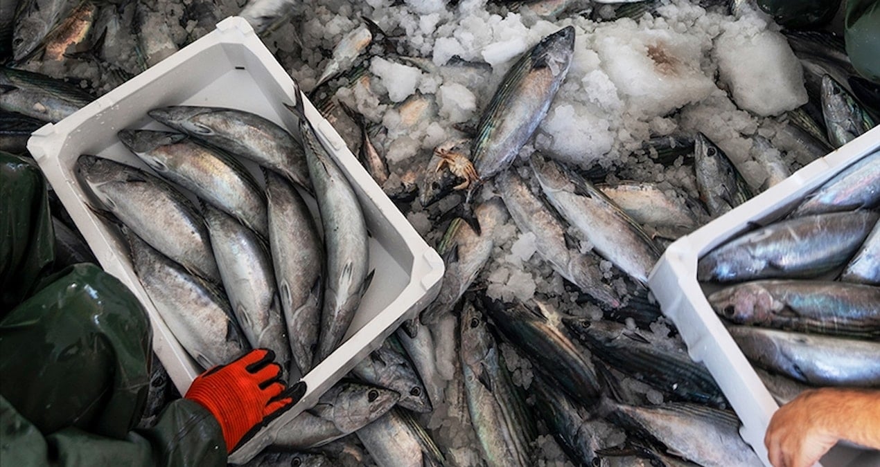 Palamutta büyük çöküş: Bir yılda 15 bin tondan 947 tona düştü