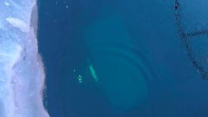 Rusya Baykal Gölü’nde bir tur aracı buz kırılınca suya düştü: 8 ölü