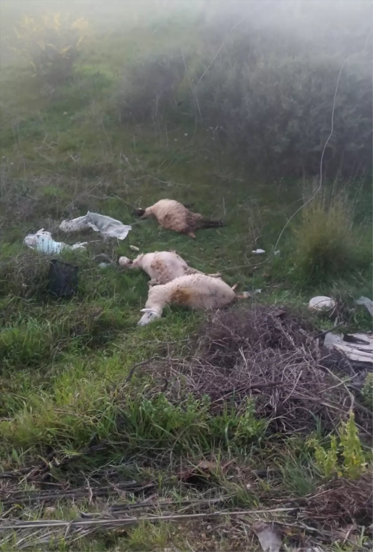 Rüzgar 3 kuzuyu telef etti