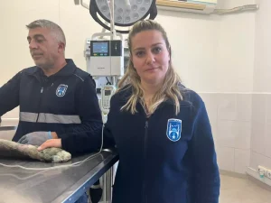 Sahiplendirilen köpeğin durumu kritik