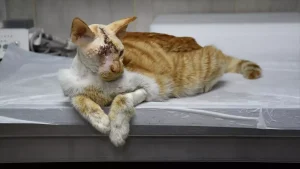 Saldırıya Uğrayan Kedi Ameliyatla Kurtarıldı