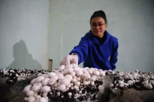 Sarıçam Spor Lisesi’nde Mantar Projesi