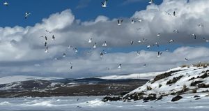 Sıcak havaya aldanan martılar erken geldi, buzla karşılaştı