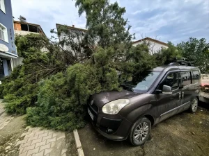 Şiddetli Rüzgar Ağaçları Devriltip Araçlara Zarar Verdi