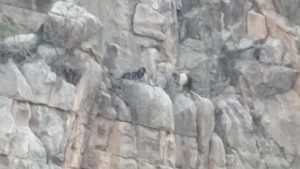 Siirt’te kayalıklarda mahsur kalan 2 keçi 4 gün sonra kurtarıldı