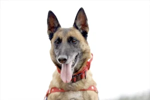 Sima: Jandarmanın Kahraman Kadavra Tespit Köpeği