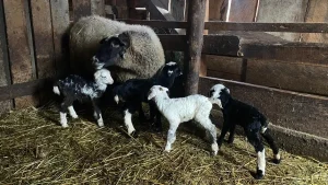 Sinop’ta Romanov Koyunu 4 Kuzu Doğurdu