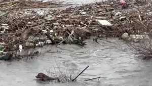 Sokak Köpeği Nehirde Hayatta Kalma Mücadelesi Verdi