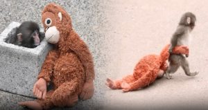 Sosyal medya bu maymunu konuşuyor: ‘Dayan Punch’