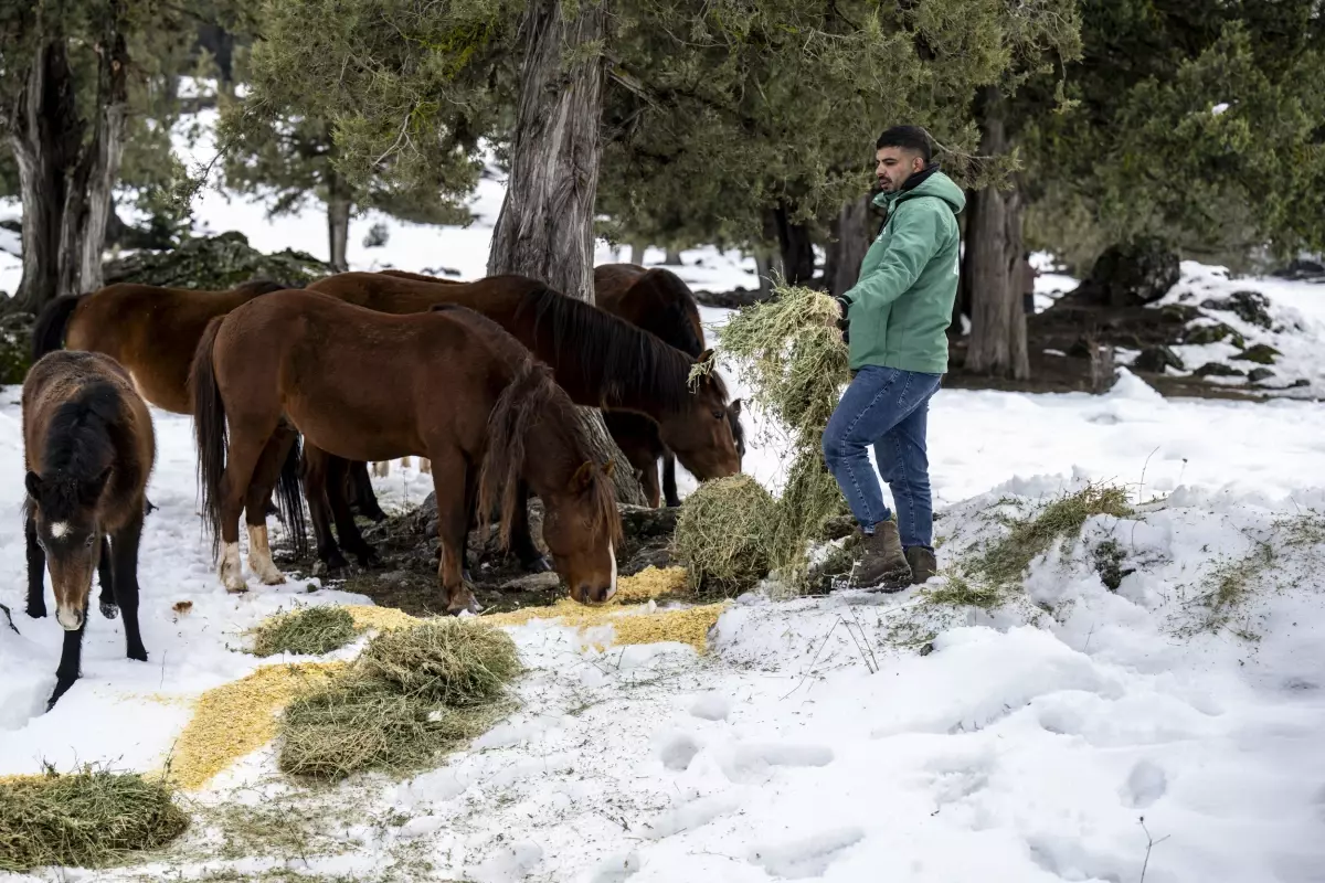 Tarsus’ta Yılkı Atlarına Kış Yardımı