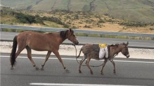 TÜİK verileri ortaya koydu: At, eşek ve katır sayısı geriliyor