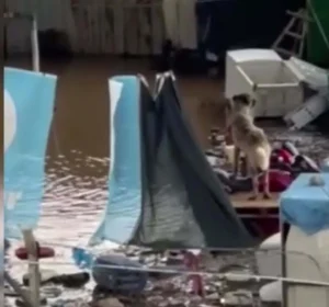 Turgutlu’da Mahsur Kalan 2 Köpek Kurtarıldı