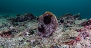 Tuzla’da pina ve deniz çayırları görüldü