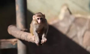 Uyuşturucu Operasyonunda Kurtarılan Maymun ‘Portakal’