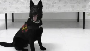 Van’da İranlı yolcu 510 gram eroin ile yakalandı