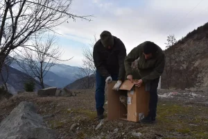 Yaralı Puhu Doğaya Salındı