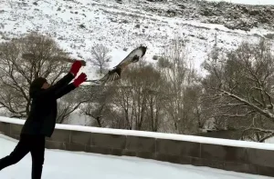 Yaralı Şahinler Özgürlüğüne Kavuştu