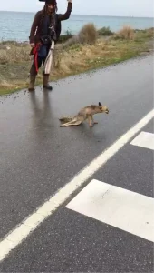 Yaralı Tilki İskenderun’da Tedavi Altına Alındı