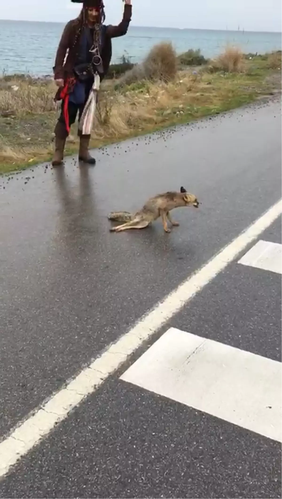 Yaralı Tilki İskenderun’da Tedavi Altına Alındı