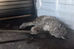 Yaralı Vaşak Tedavi Altına Alındı