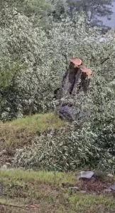 Zeytin Ağaçları İçin Cezaya İtiraz