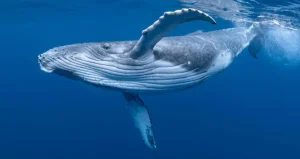 200 yaşına kadar yaşamanın sırrı okyanusların dibinde çıktı