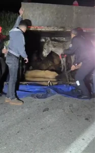 Adana’da Kamyonet Devrildi, Eşekler Yaralandı