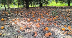 Adanalı portakal üreticisi dert yandı: Büyük kısmı yere döküldü; piyasası yok, satışı yok