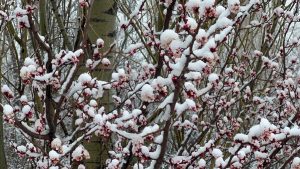 Afyonkarahisar ve Kütahya’da badem çiçekleri karla kaplandı