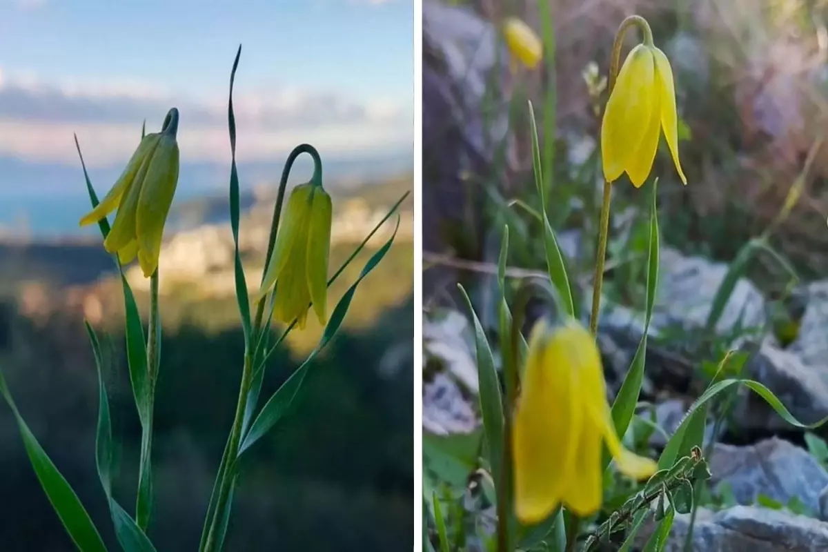 Ağlayan Gelin Çiçek Açtı